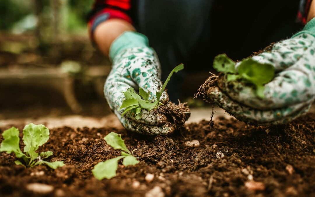 Guía Completa para el Cultivo de Semillas en Casa