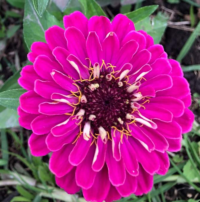 Zinnia fucsia - Imagen 2