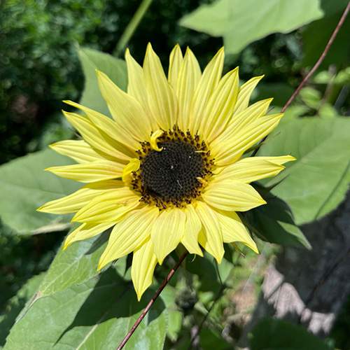 Girasol amarillo patito