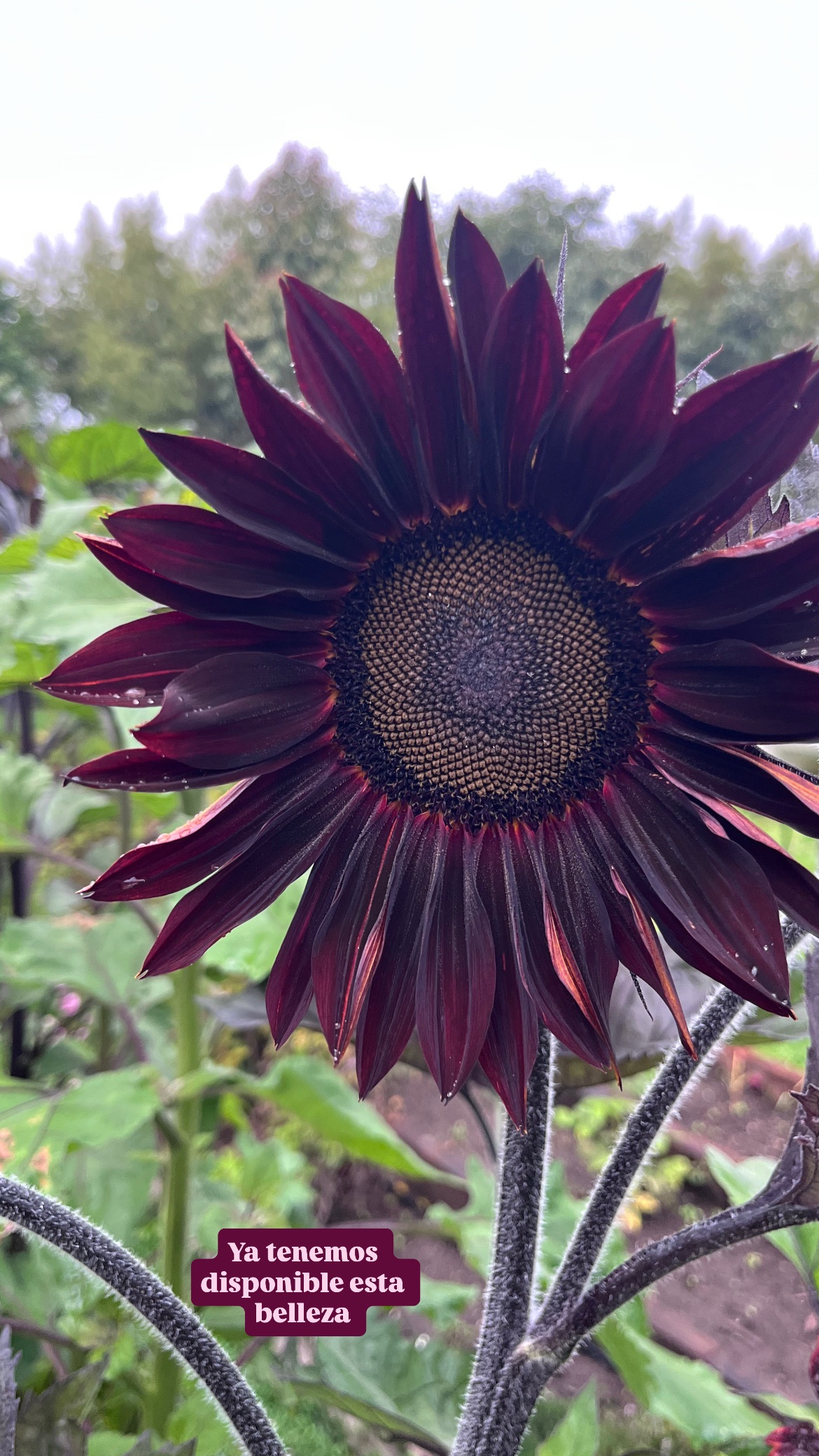 Girasol Chocolate cherry - Imagen 4