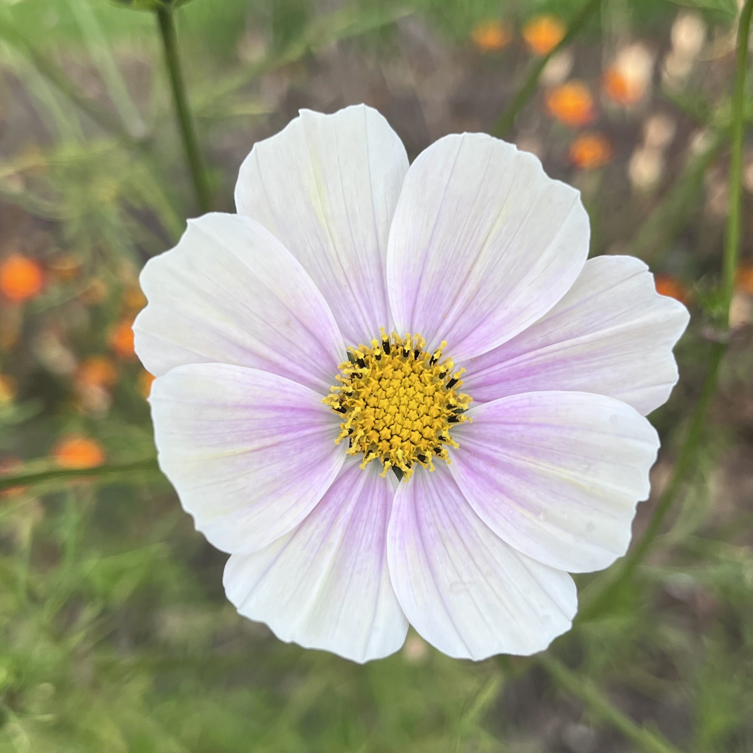 Cosmos Apricot lemonade