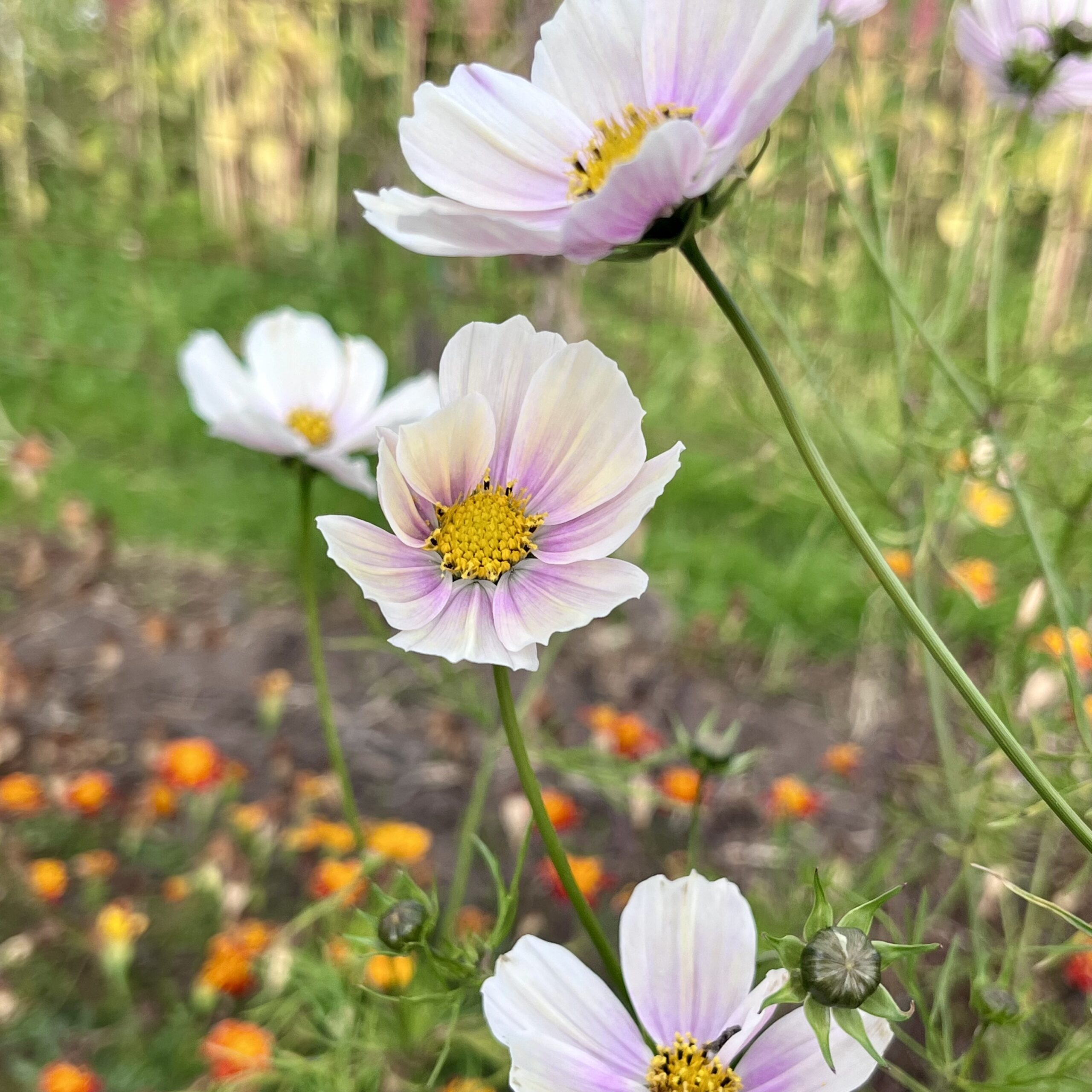 Cosmos Apricot lemonade - Imagen 2