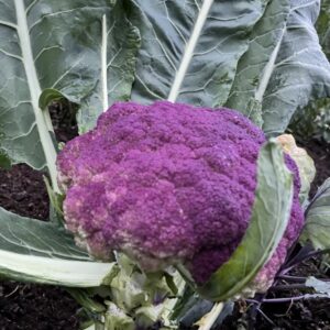 Coliflor morada Sigily
