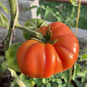 Tomate Marmande Rojo