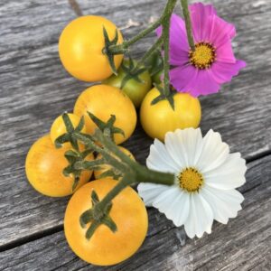 Tomate de Lily