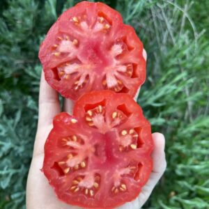 Tomate Costoluto genovés