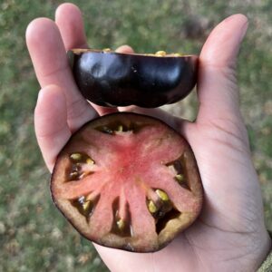 Tomate black beauty