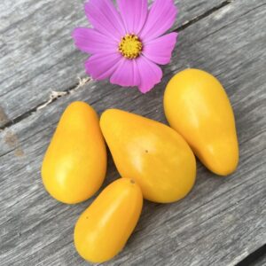Tomate perita amarillo