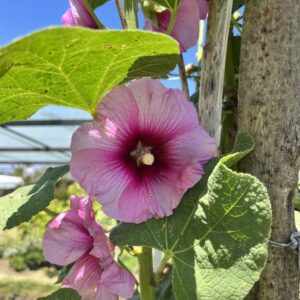 Malva florida rosa