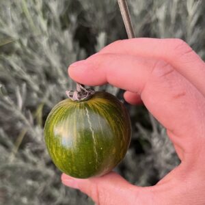 Tomate Green zebra
