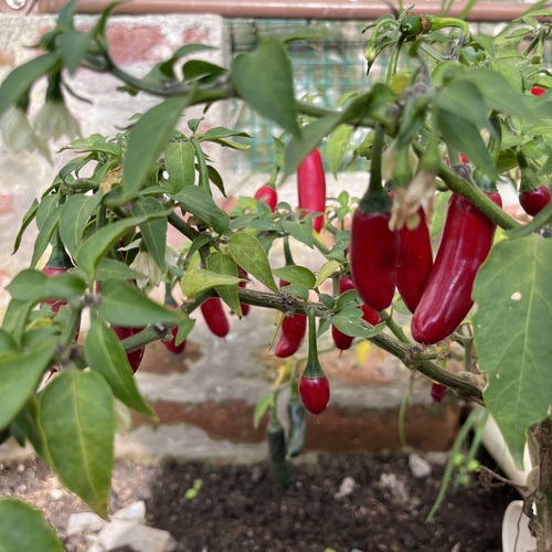 Chile serrano - Imagen 2