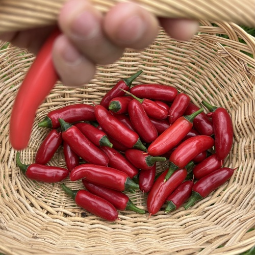Chile serrano