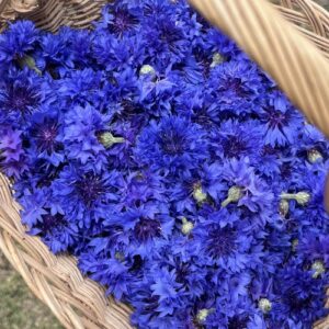 Pincel púrpura azulado