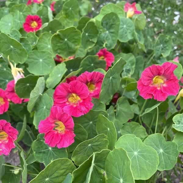 capuchina tip top rose