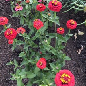 Zinnia enana mix