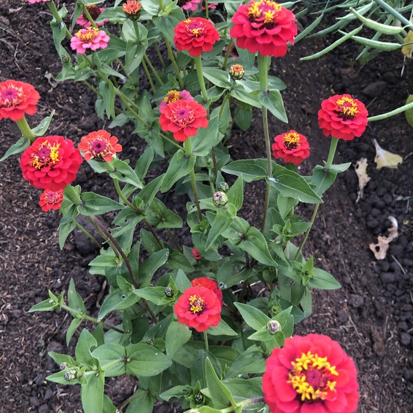 Zinnia enana mix
