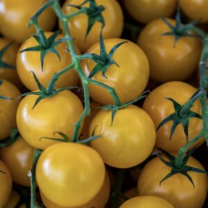 Tomate cherry amarillo