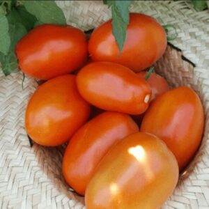 Tomate saladette (Roma)