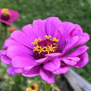 Zinnia fucsia