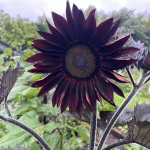Girasol Chocolate cherry