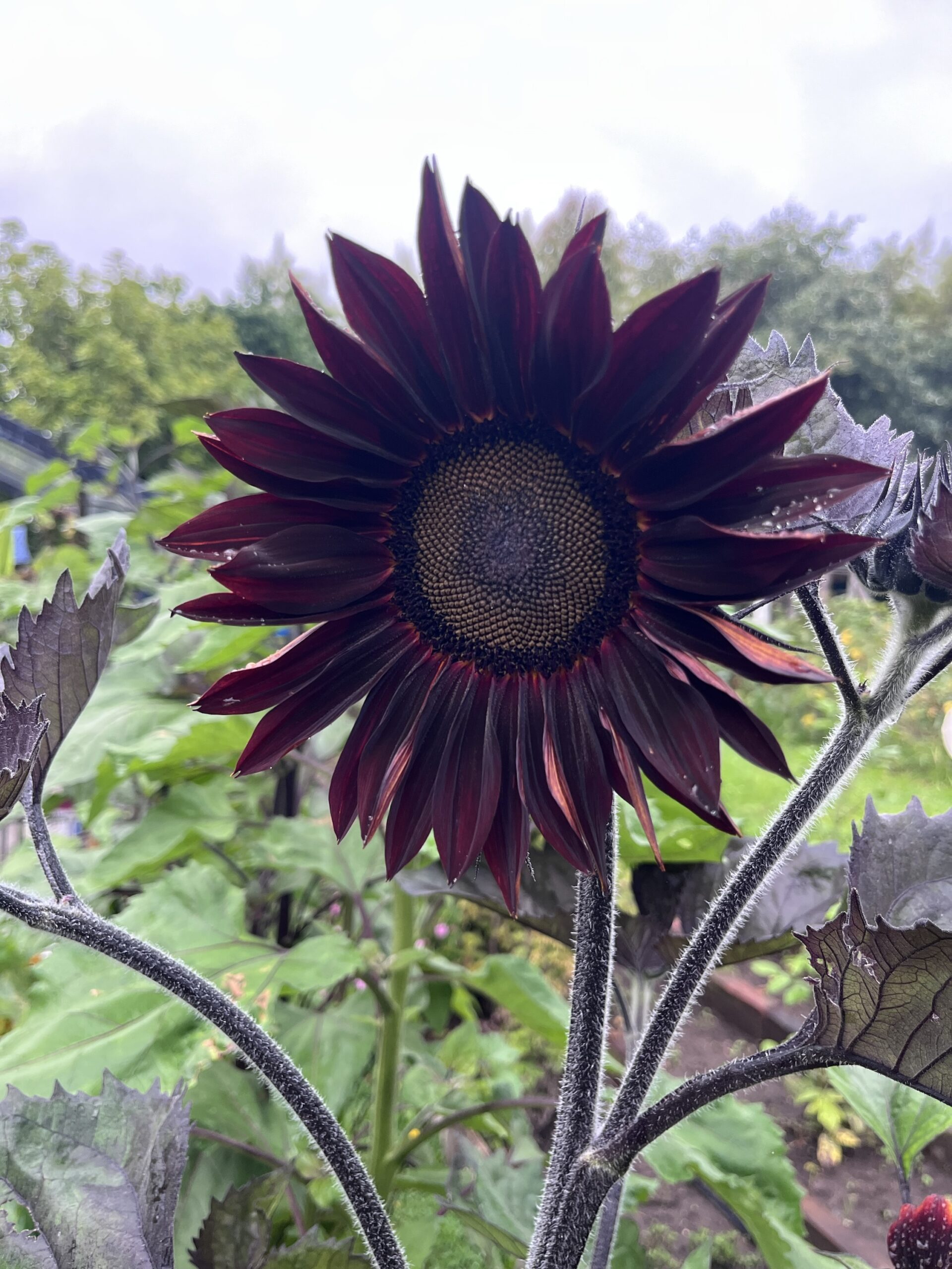 Girasol Chocolate cherry - Imagen 3