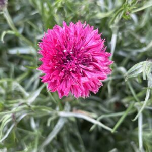 Pincel rojo frambuesa