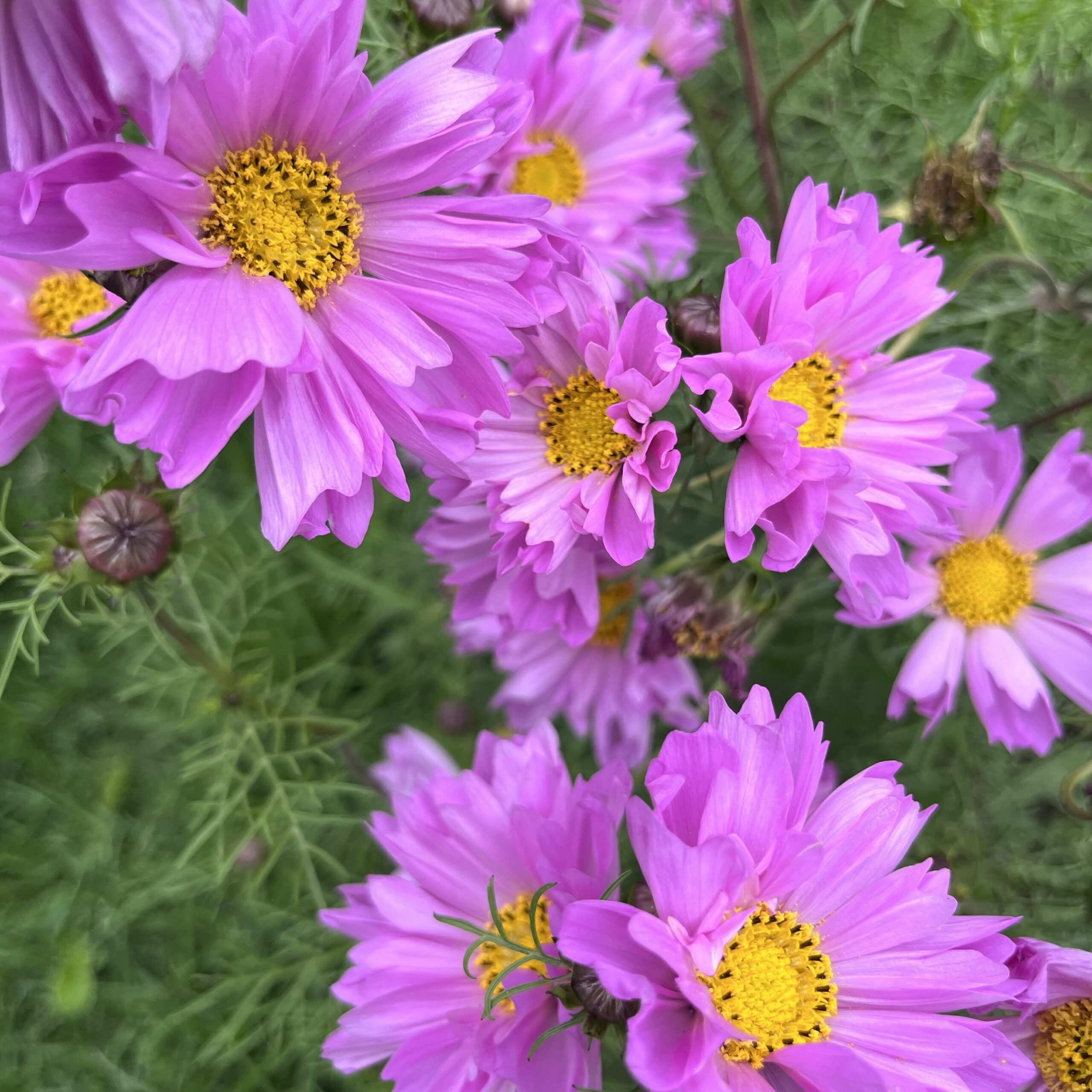 Cosmos double dutch