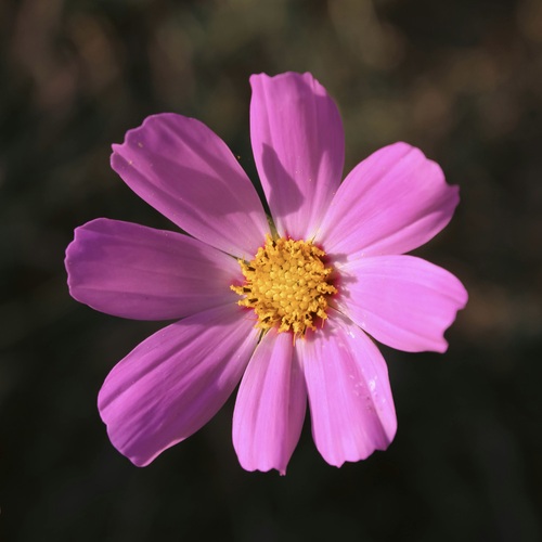 Cosmos rosa