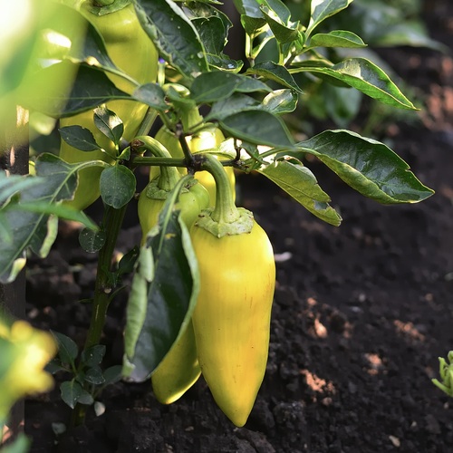 Chile güero | Bosque del Lobocornio