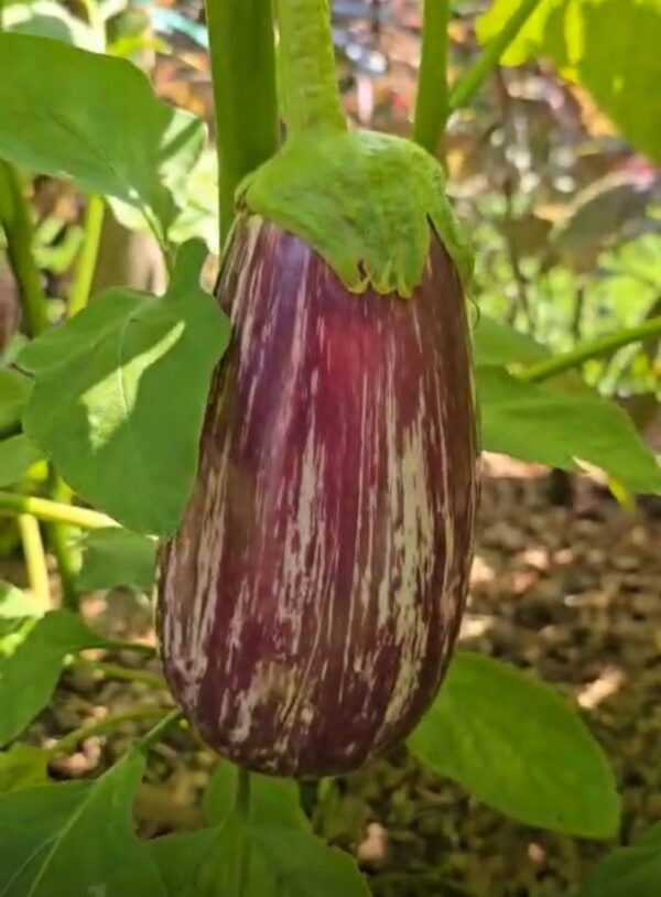 Berenjena listada