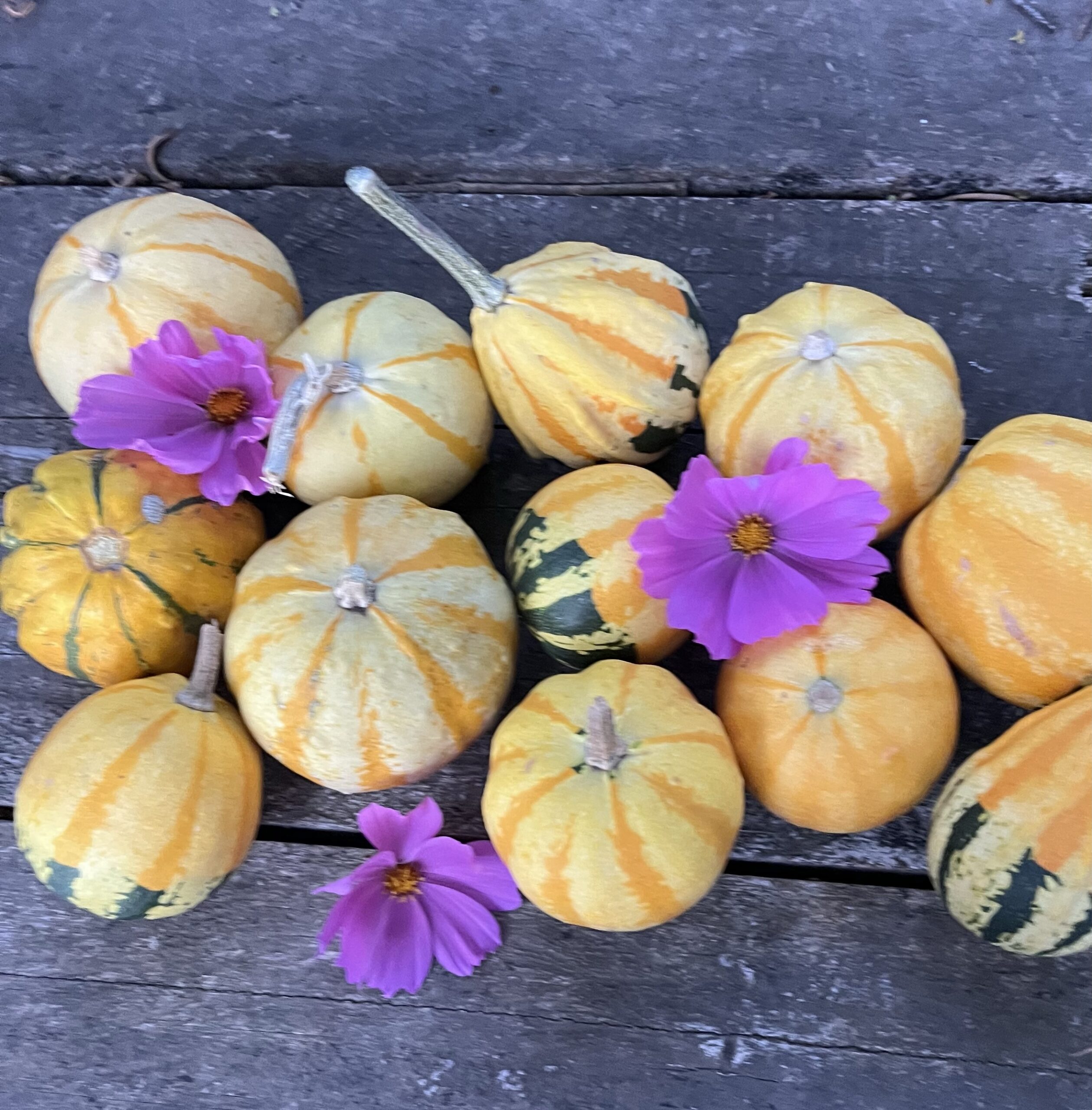 Calabazas decorativas - Imagen 3