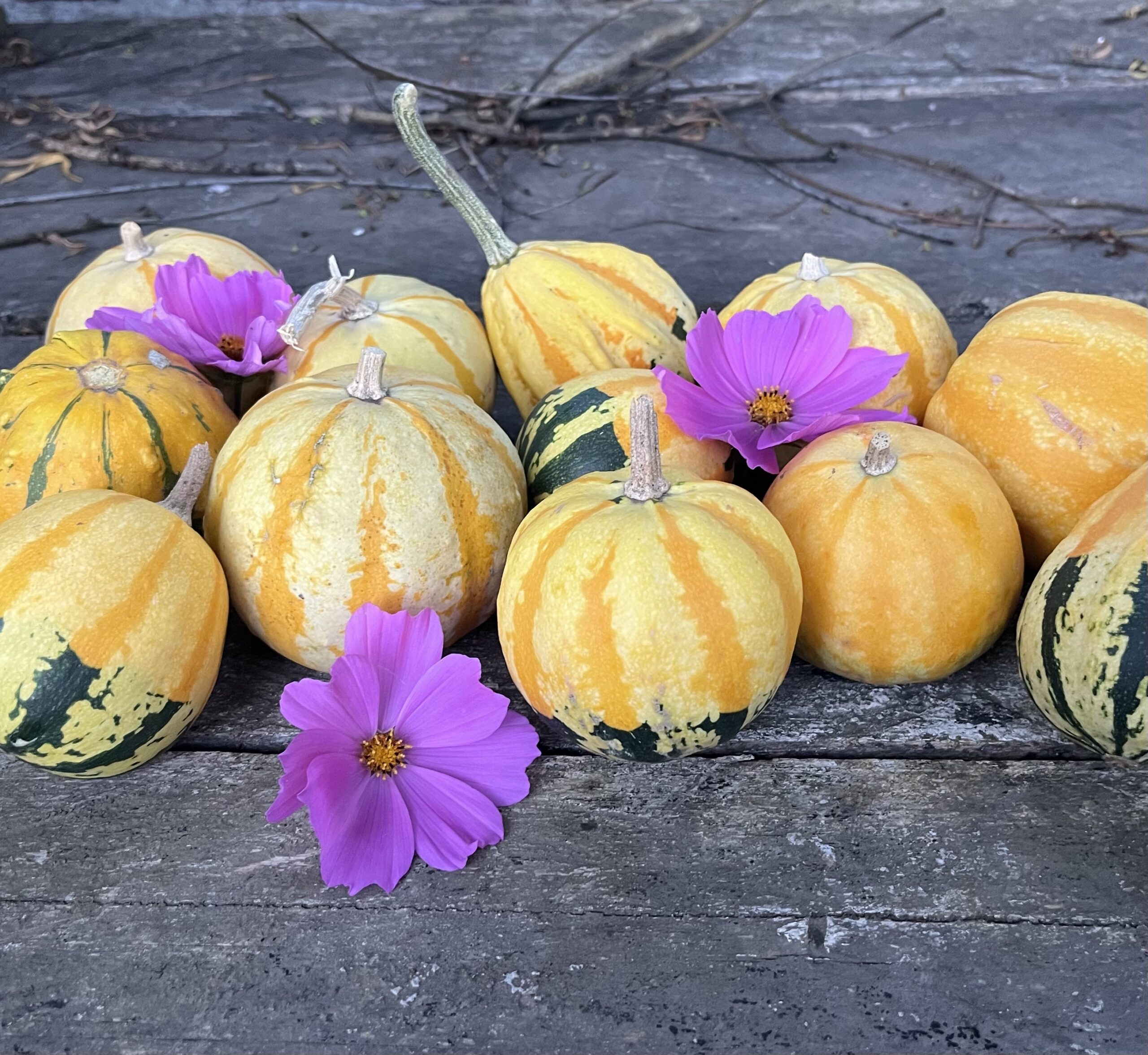 Calabazas decorativas