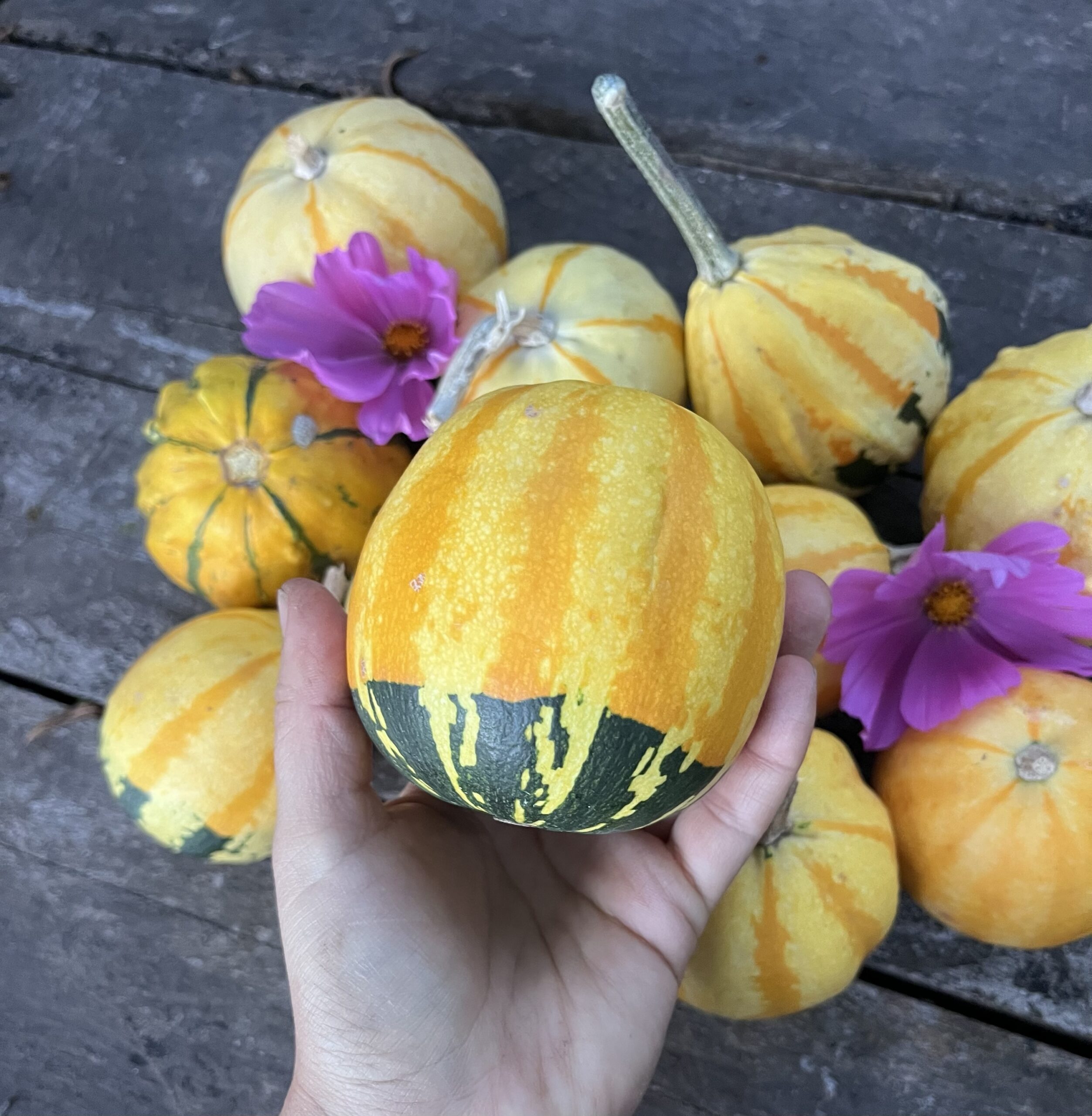 Calabazas decorativas - Imagen 2
